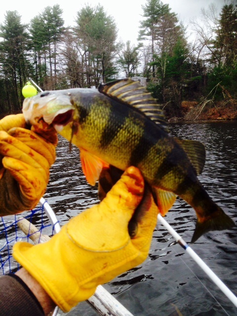 Yellow Perch