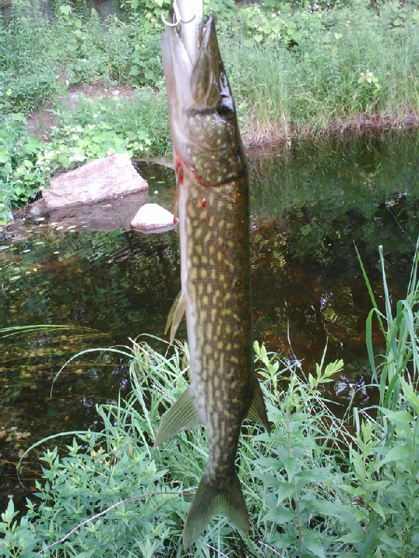 jumpy pickerel