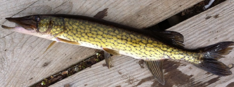 Chain Pickerel