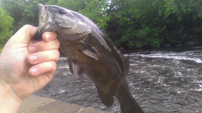 Moody street dam bass