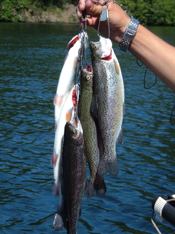 Rainbow Trout