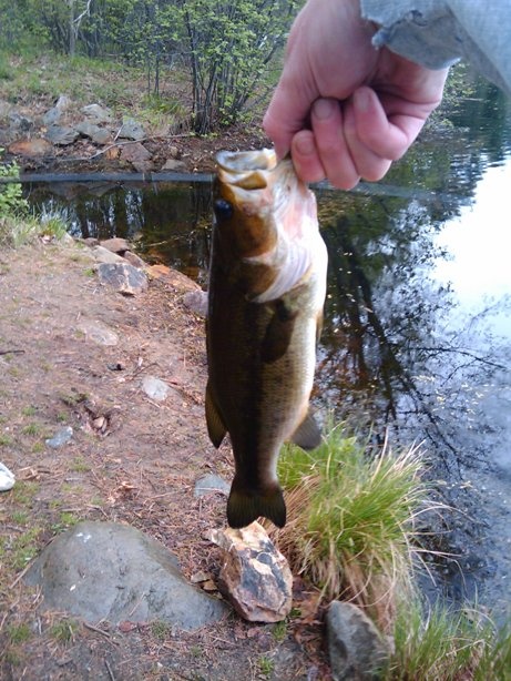 largemouth bass