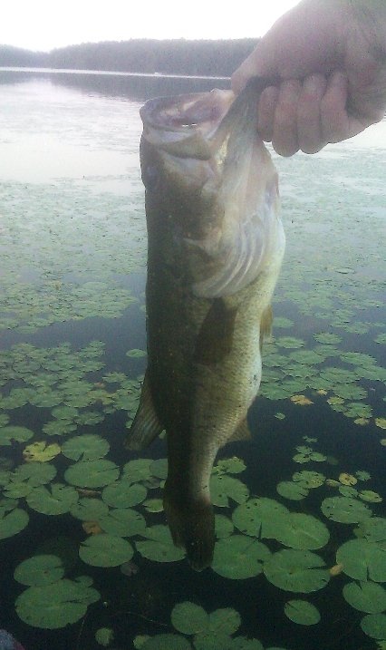 decent bass